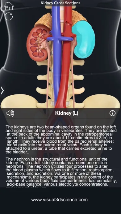 Tangkapan skrin My Kidney Anatomy